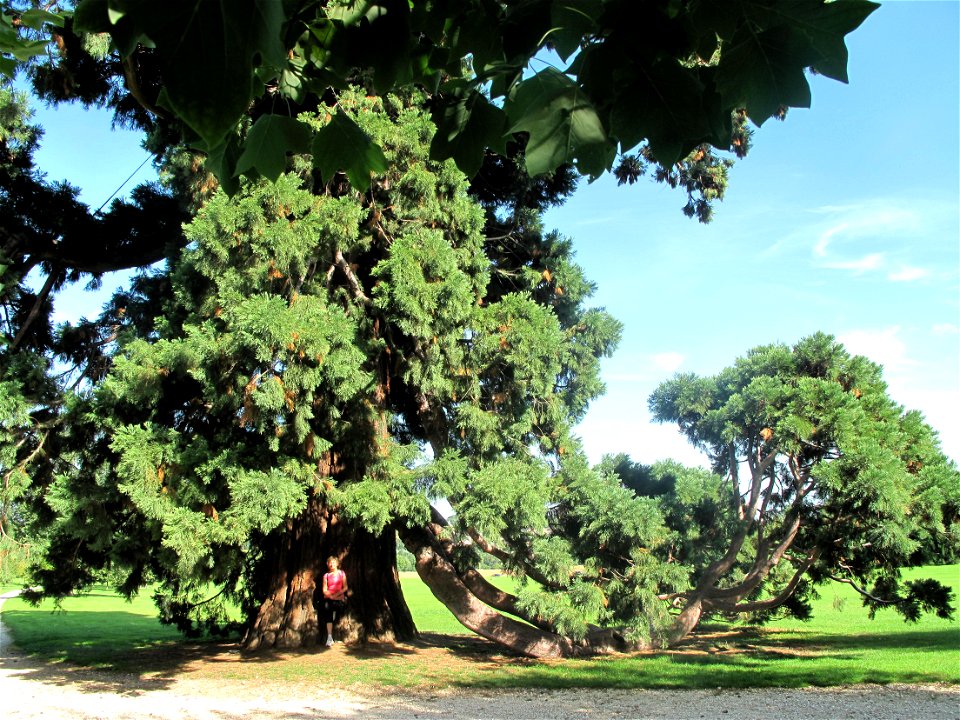 Sequoiadendron giganteum layering in the park of the castle of Rentilly (Seine-et-Marne), France.