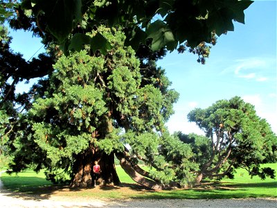 Sequoiadendron giganteum layering in the park of the castle of Rentilly (Seine-et-Marne), France. photo