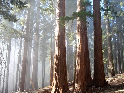 Grove of sequoia trees in Sequoia National Park. photo
