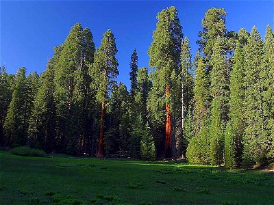 Giant Sequoia Sequoiadendron giganteum meadow, Sierra Nevada, California photo