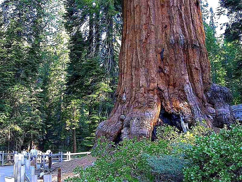 Giant Sequoia Sequoiadendron giganteum, Sequoia National Park, California