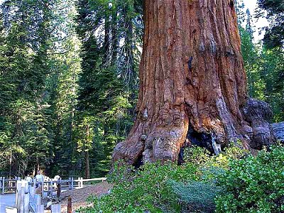 Giant Sequoia Sequoiadendron giganteum, Sequoia National Park, California