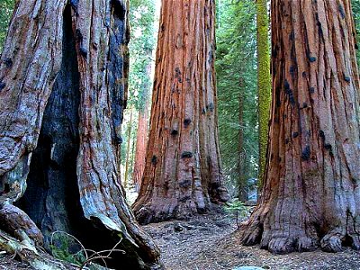 Giant Sequoia Sequoiadendron giganteum, Sequoia National Park, California