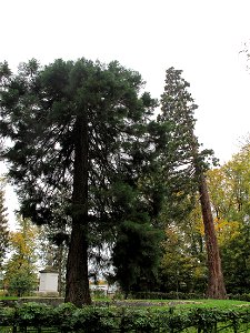 Sequoias near the former basin of the castle of Rentilly (Seine-et-Marne, France).