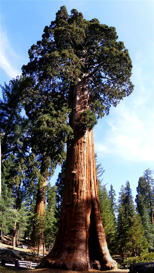The Sentinel Tree, Sequoia National Park, California. Sequoiadendron giganteum