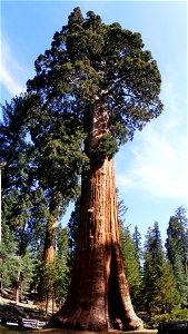 The Sentinel Tree, Sequoia National Park, California. Sequoiadendron giganteum photo