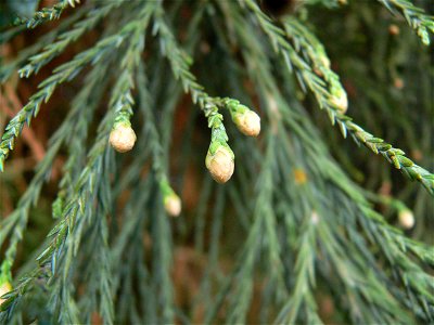 unopened pollen (male) cones of sequoiadendron giganteum, Portland, Oregon USA photo