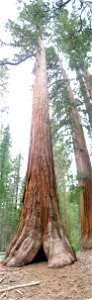 Yosemite redwood photo