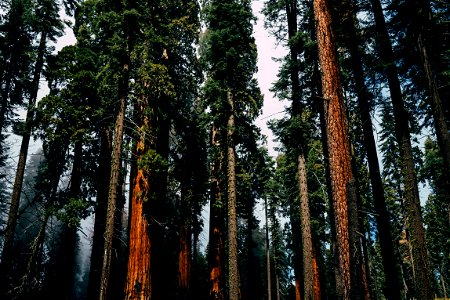 Sequoia National Park, United States photo