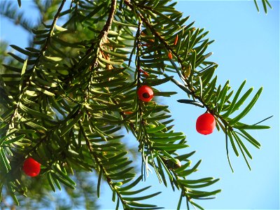Eibe (Taxus baccata) in Saarbrücken