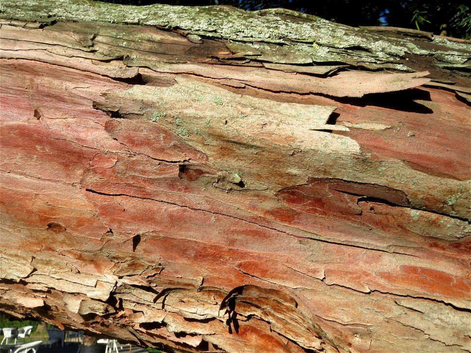 Eibe (Taxus baccata) in Saarbrücken