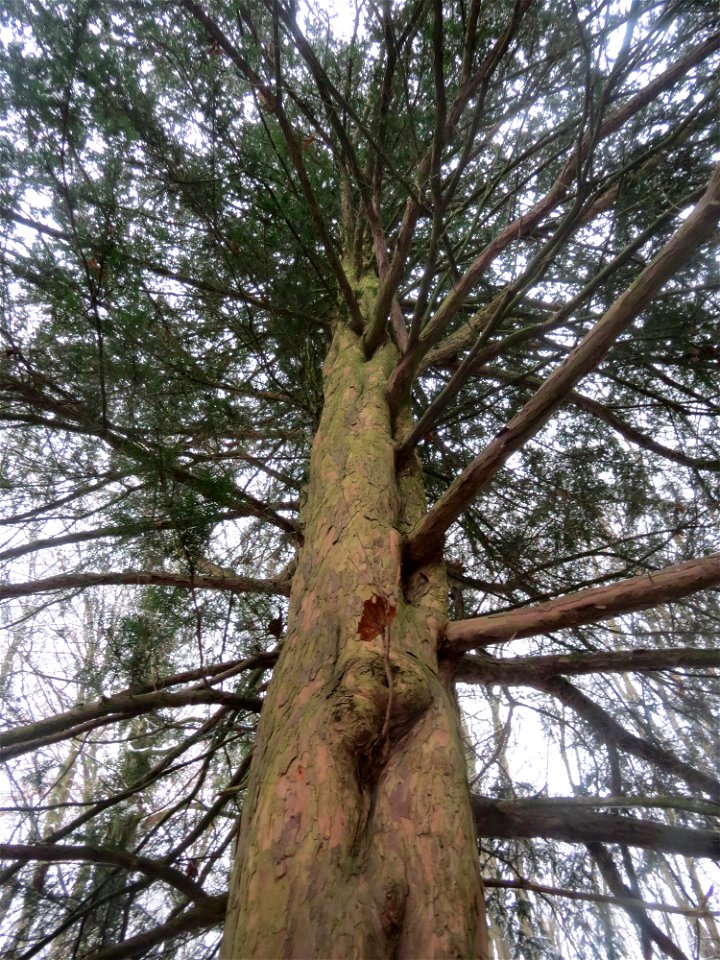 Eibe (Taxus baccata) am Winterberg in Saarbrücken