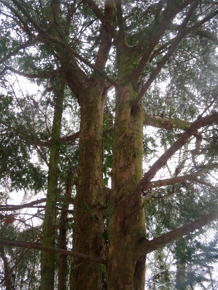 Eibe (Taxus baccata) am Winterberg in Saarbrücken