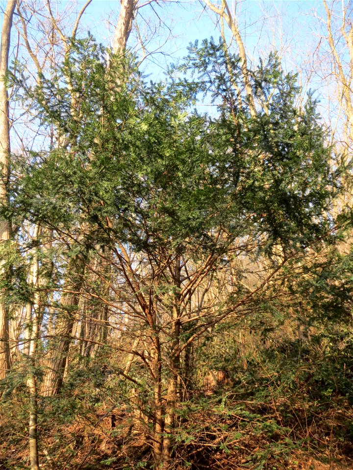 Junge Eibe (Taxus baccata) am Kaninchenberg in Saarbrücken