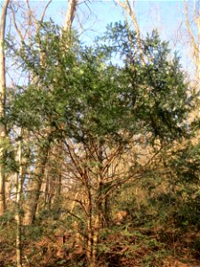 Junge Eibe (Taxus baccata) am Kaninchenberg in Saarbrücken