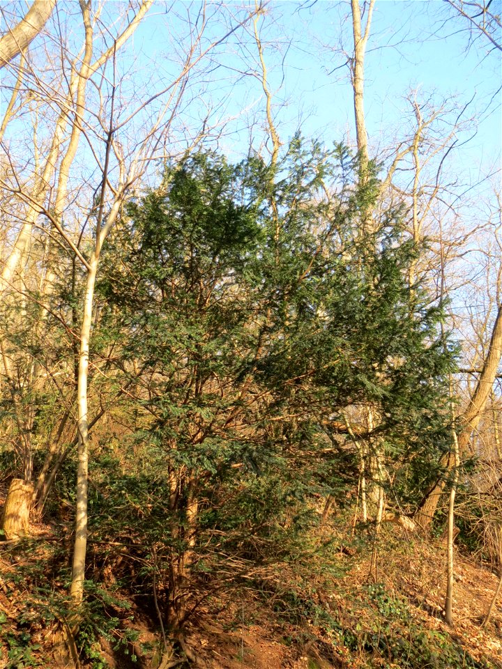 Junge Eibe (Taxus baccata) am Kaninchenberg in Saarbrücken