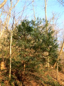 Junge Eibe (Taxus baccata) am Kaninchenberg in Saarbrücken