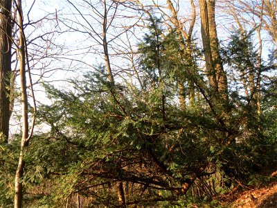 Junge Eibe (Taxus baccata) am Kaninchenberg in Saarbrücken