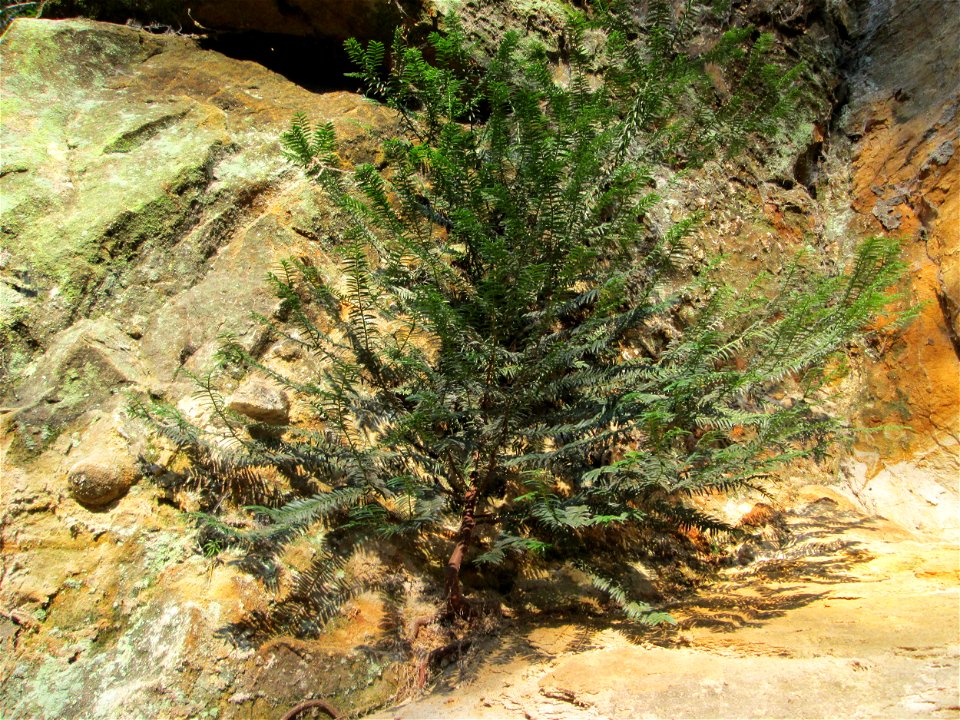Junge Eibe (Taxus baccata) an der Drahtzugmühle im Landschahtsschutzgebiet „Drahtzugweiher und das Habsterwiesental“ in Alt-Saarbrücken