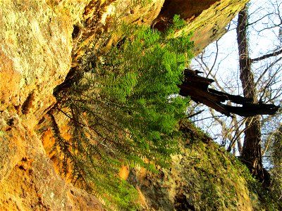 Junge Eibe (Taxus baccata) an der Drahtzugmühle im Landschahtsschutzgebiet „Drahtzugweiher und das Habsterwiesental“ in Alt-Saarbrücken
