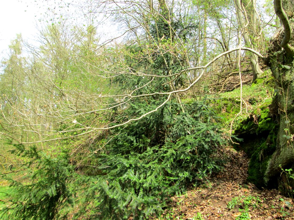 Junge Eibe (Taxus baccata) im Landschahtsschutzgebiet „Drahtzugweiher und das Habsterwiesental“ in Alt-Saarbrücken