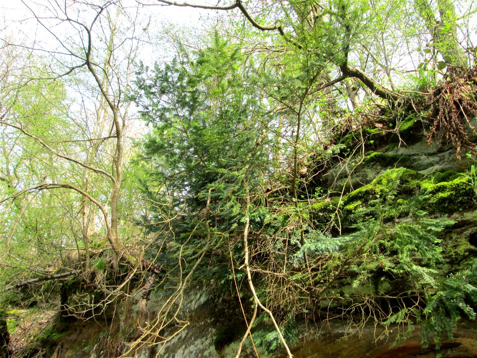 Junge Eibe (Taxus baccata) im Landschahtsschutzgebiet „Drahtzugweiher und das Habsterwiesental“ in Alt-Saarbrücken