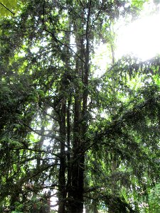 Eibe (Taxus baccata) am Kaninchenberg (Landschaftsschutzgebiet) in Saarbrücken