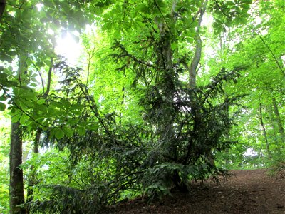 Junge Eibe (Taxus baccata) am Kaninchenberg (Landschaftsschutzgebiet) in Saarbrücken
