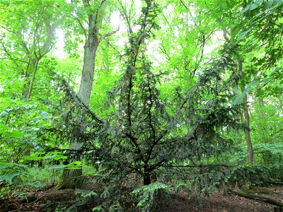 Junge Eibe (Taxus baccata) am Kaninchenberg (Landschaftsschutzgebiet) in Saarbrücken