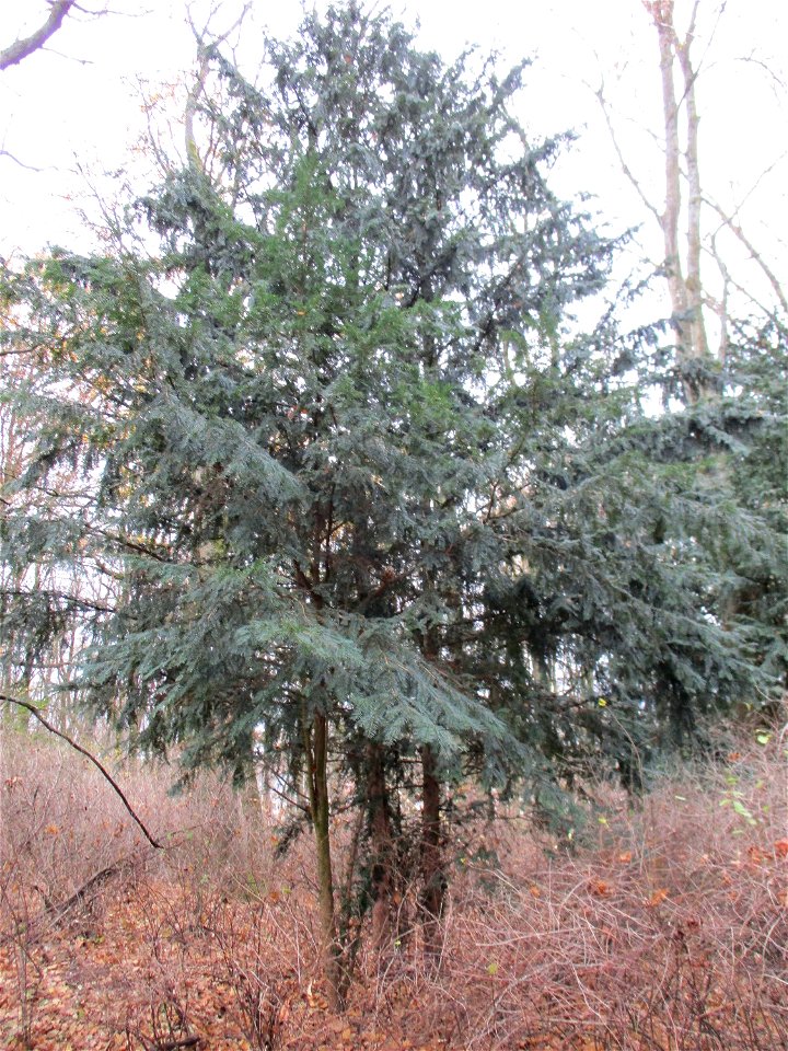 Eibe (Taxus baccata) im Tannenwalt am Ludwigsberg in Saarbrücken