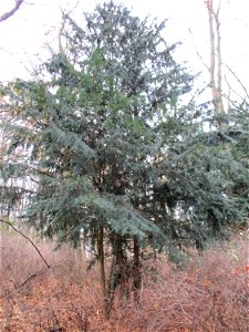 Eibe (Taxus baccata) im Tannenwalt am Ludwigsberg in Saarbrücken