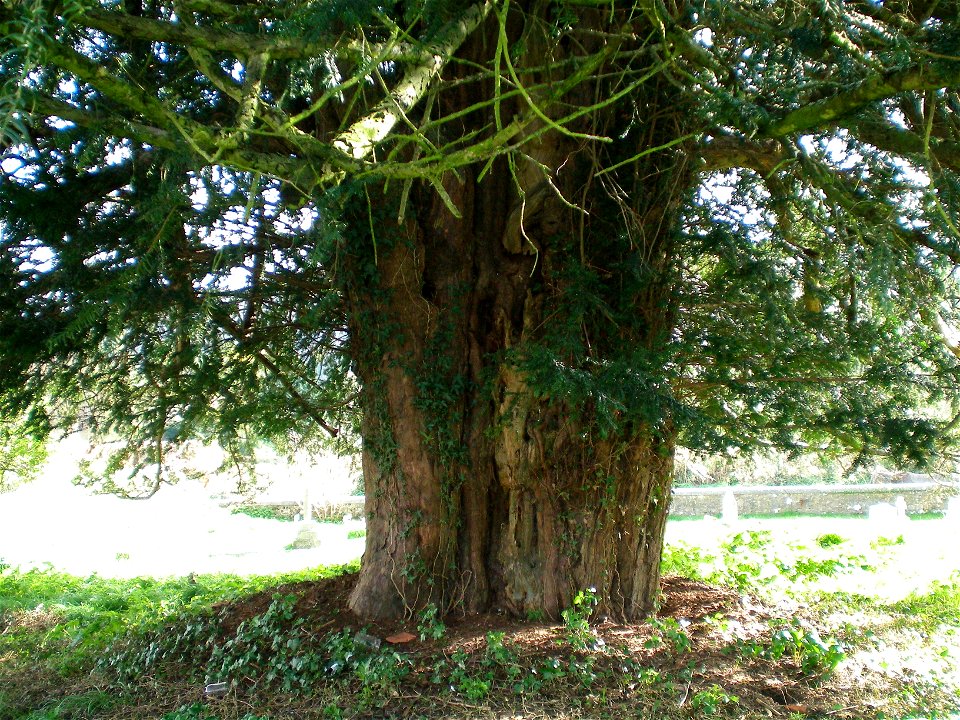 Bignor Church yew tree, West Sussex, England.