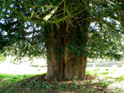 Bignor Church yew tree, West Sussex, England. photo