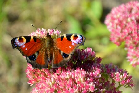 Insect butterfly peacock butterfly