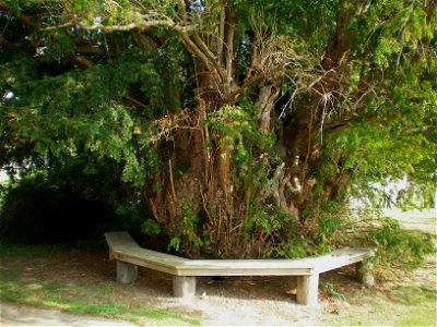 Yew tree at Chailey parish church, East Sussex, England. photo