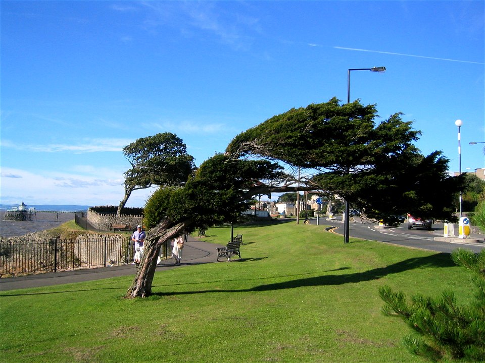 A windswept tree (Taxus baccata) near the seafront at Clevedon, North Somerset, England. Clevedon Pier can be seen in the left of the photograph. Photo taken by UserAlanFord 2005-08-05.