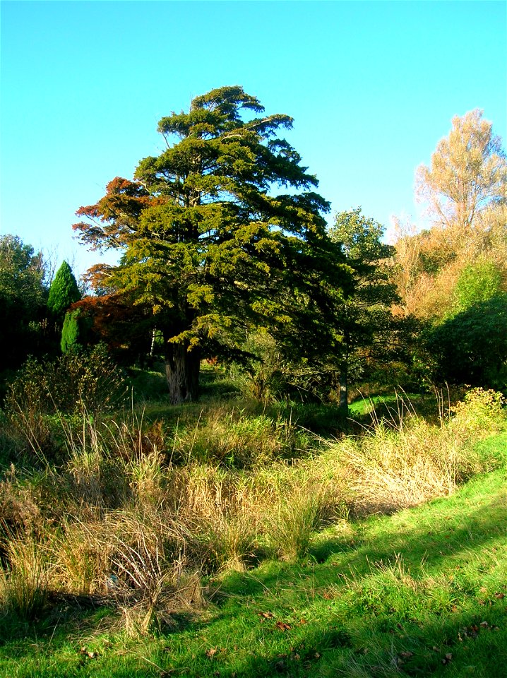 The old rockery garden at Eglinton Country Park, North Ayrshire, Scotland. A Yew tree in the foreground.