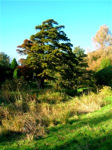 The old rockery garden at Eglinton Country Park, North Ayrshire, Scotland. A Yew tree in the foreground.