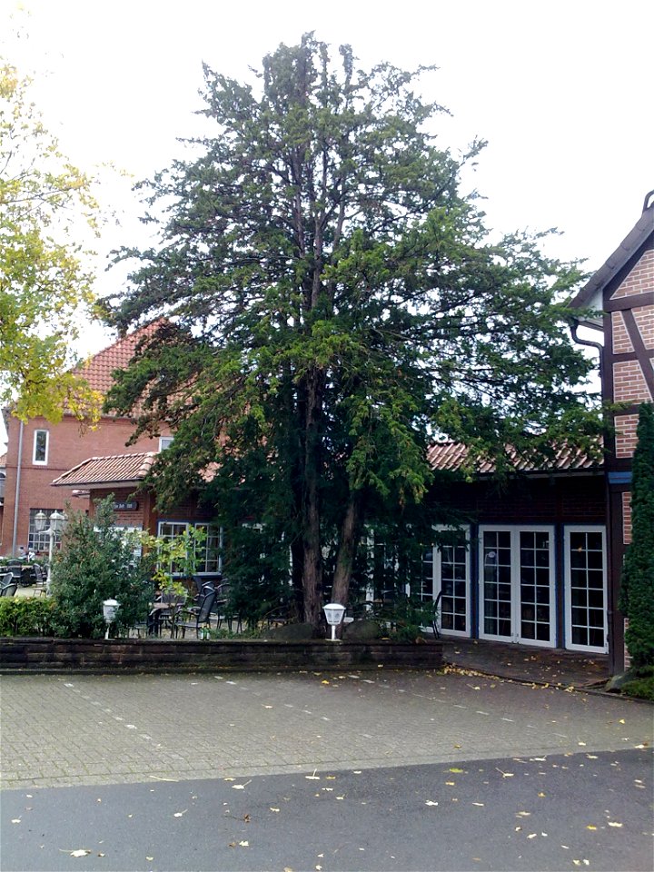 Eine 500 Jährige Eibe vor dem Hotel zur Post in Winsen / Aller