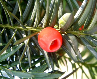 taxus arillus in Cloppenburg, Germany, August 2005.