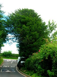 Old Yew tree at Dalgarven Village, North Ayrshire, Scotland. The tree may link to the existence of a pre-reformation chapel in the vicinity.