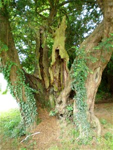 An ancient yew tree at the Anglican parish church of St. Michael and all Angels, Northchapel, West Sussex, England. photo