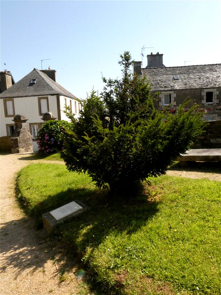 If planté en hommage à Catherine Hervé-Commereuc.