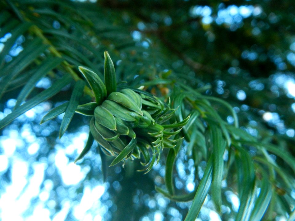 Taxomyia taxi (Inchbald, 1861), Gall on a Taxus baccata bud  (Zürich, Switzerland)
