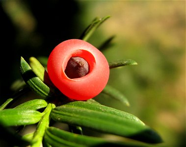 Perkele, propria, Taxus baccata