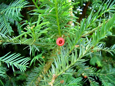 Taxus baccata "fruit"