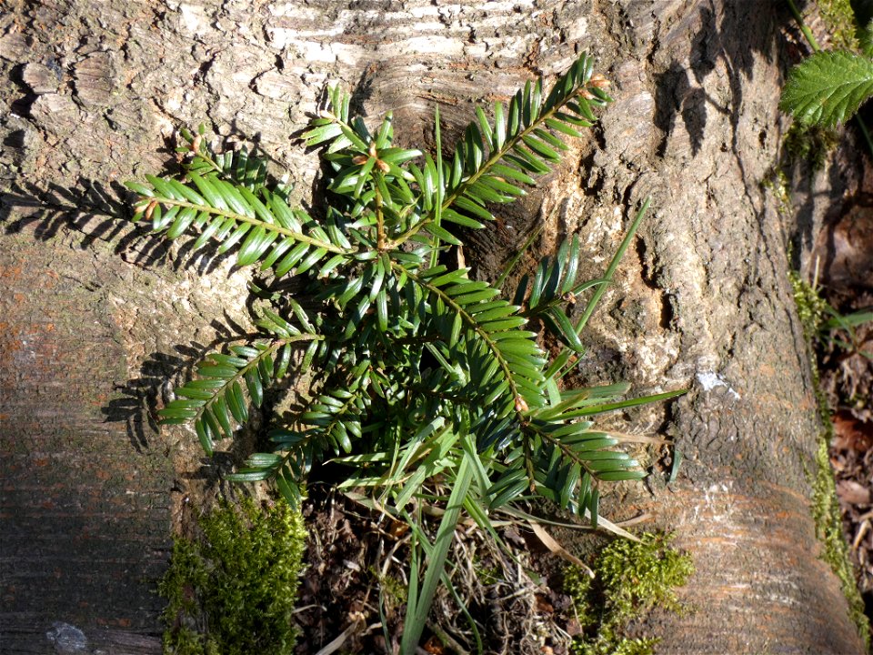 common yew (Taxus baccata)