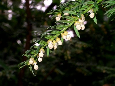 Taxus baccata flowers photo