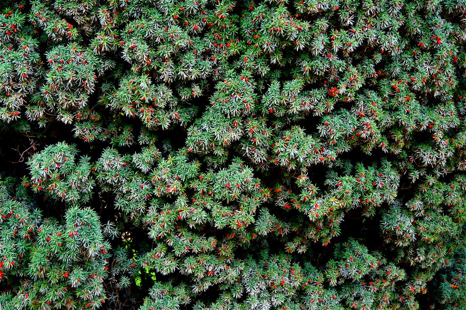 Taxus baccata L. 'fastigiata', foliage and cones. Cultivar. Jardin des Plantes of Paris