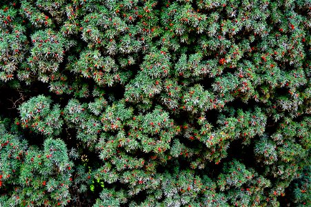 Taxus baccata L. 'fastigiata', foliage and cones. Cultivar. Jardin des Plantes of Paris